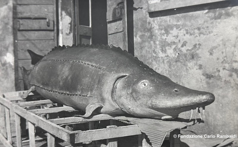 A Rovigo la mostra su Gian Antonio Cibotto (1925-2017): il set di SCANO BOA e i rapporti con Carlo&nbsp;Rambaldi