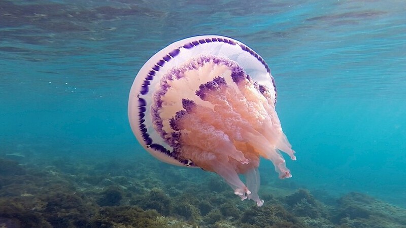 BIOGRAFILM (5-15 giugno 2026): un Festival ecologista, nella prassi e nel&nbsp;programma